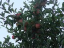 Apple Tree #2