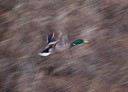 San Pedro Creek Flying Duck