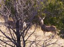 San Pedro Creek Mule Deer
